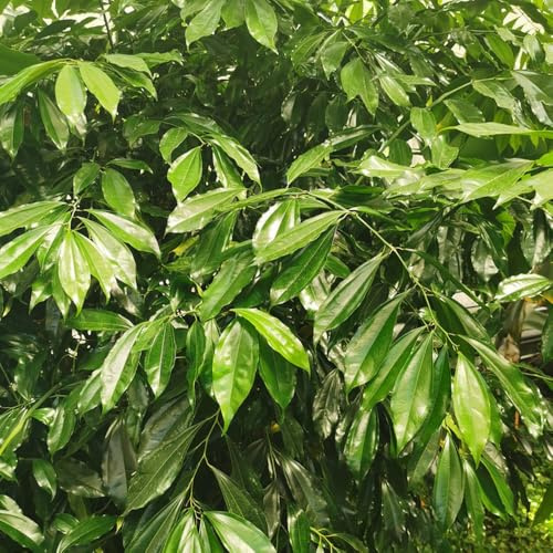 Semillas de canela - canela - resistentes de invierno, jardín 100pcs