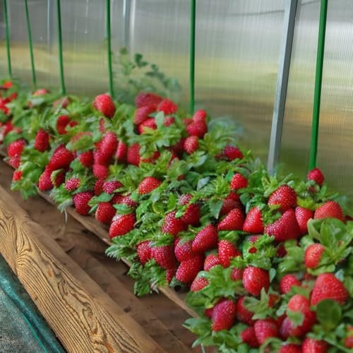 Erdbeeren Erdbeerpflanzen Anbau-Set Sorte Frigo Senga Sengana 10, 20, 30, 40, 50 Stück Varianten zur Auswahl (20)