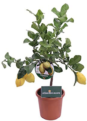 pianta di limone nano albero nano di limone da mangiare pianta di limone età 4 anni ottima fruttificazione pianta vera venduta da eGarden.store (limone 4 stagioni o lunario)
