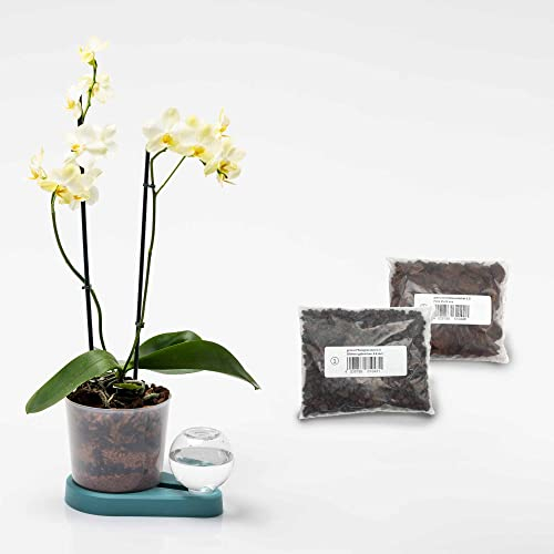 greevi Orchideenheld inklusive Pflanzgranulat und Orchideensubstrat | Selbstbewässernder Pflanztopf für Orchideen | Made in Germany | Kunststoff (türkis)