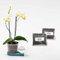 greevi Orchideenheld inklusive Pflanzgranulat und Orchideensubstrat | Selbstbewässernder Pflanztopf für Orchideen | Made in Germany | Kunststoff (türkis)