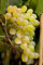 Vitis vinifera 'Himrod' 80-100 cm - kernlose Weinrebe, grüne Trauben, Erntezeit August-September, ideal für Pergolen, pflegeleicht und winterhart