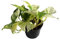 Efeutute, Scindapsus, (Epipremnum aureum) Sorte: Happy Leaf, geflecktes weiss-buntes Blattwerk, rankend, Ampelpflanze, luftreinigend (1)