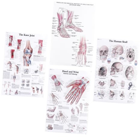 MOBUTOFU 4 Stücke Poster Menschlicher Körper Skelett Muskel Nervensystem Medizinische Malerei Körperstruktur Langlebige Materialien Klarer Druck Sorgfältige Verarbeitung Abweichende Farbsch