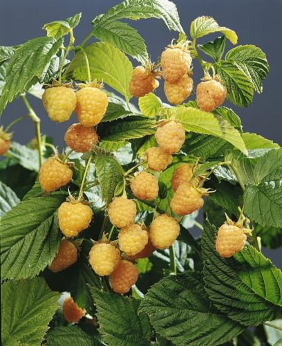Gelbe Himbeere Rubus idaeus Golden Queen 30-40 cm Strauch winterhart | Süß-aromatische Früchte, sonniger bis halbschattiger Standort, ideal für Naschgarten und Balkon, ertragreich