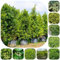 semillas de boj plantas para exterior Serie de plantas raras Plantas medicinales plantas arbustos resistentes flores Plantación de montaña plantas verdes 120pcs