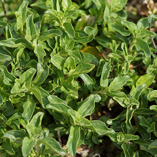 Blumixx Stauden Mentha pulegium – Poleiminze, winterharte Duftstaude, hellviolett blühend, Bienenmagnet, im 0,5 L Topf, ideal für Garten & Beet