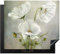 KitchenYeah© Herdabdeckplatte Einteilig Küche Ceranfeld Abdeckplatte Cerankochfeld Abdeckung Induktionskochfeld Schutzmatte Blumen - Mohn - Weiß - Botanik - Moderne - 60x52 cm