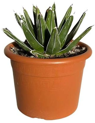Agave Regina Vittoria. Garden Talamonti.