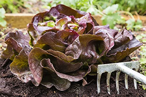 Lotto di 500 semi di lattuga rossa da insalata - Varietà soda e croccante - Un must per l'orto - Ricca di sostanze nutritive - 100% naturale - Garanzia di germinazione - 100% semi riproducibili