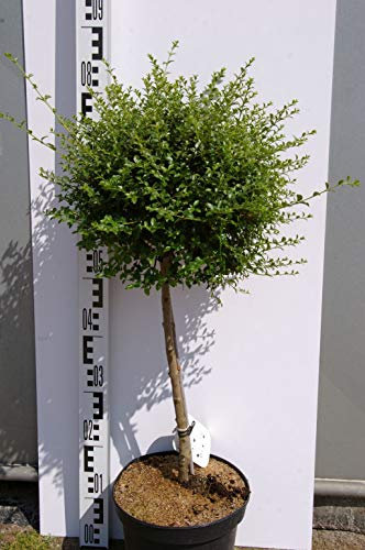 Ligustrum delavayanum - Delavays Liguster - 80cm Hochstamm
