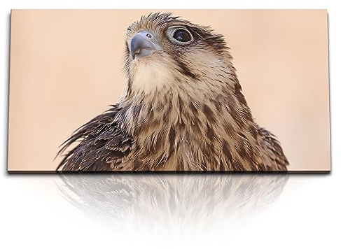 Paul Sinus Kunstdruck Bilder 120x60cm Falke Raubvogel Tierfotografie Greifvogel Vogel