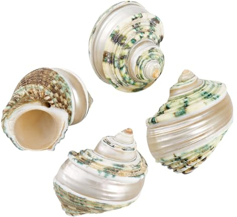 PH PandaHall 4 Stück Einsiedlerkrebsschalen 3.6~4cm Große Natürliche Muscheln Mit Öffnungsmund Krabbenmuschel Für Aquarium Strandparty Dekoration