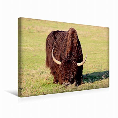 Premium Textil-Leinwand 45 x 30 cm Quer-Format Yak Bulle | Wandbild, HD-Bild auf Keilrahmen, Fertigbild auf hochwertigem Vlies, Leinwanddruck von Bernd Witkowski