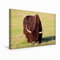 Premium Textil-Leinwand 45 x 30 cm Quer-Format Yak Bulle | Wandbild, HD-Bild auf Keilrahmen, Fertigbild auf hochwertigem Vlies, Leinwanddruck von Bernd Witkowski