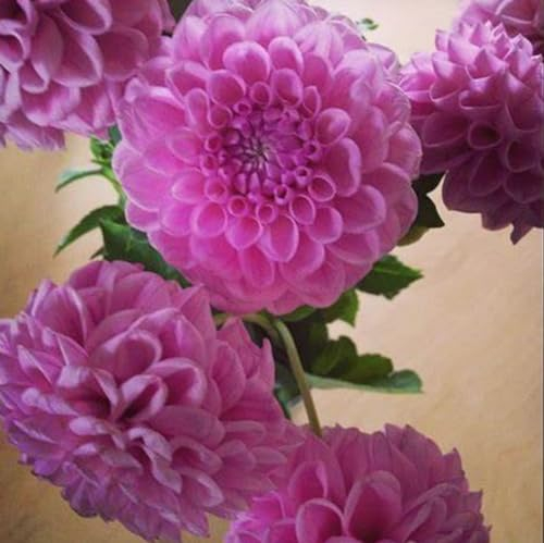 dahlien - dahlien knollen winterhart -dahlien knollen großblumig winterhart -dahlien knollen winterhart rot- knollen dahlien knollen xxl