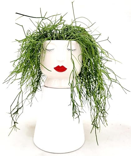 POWERS TO FLOWERS - RHIPSALIS PHILOCARPA IN VASO CERAMICA DONNA, pianta vera