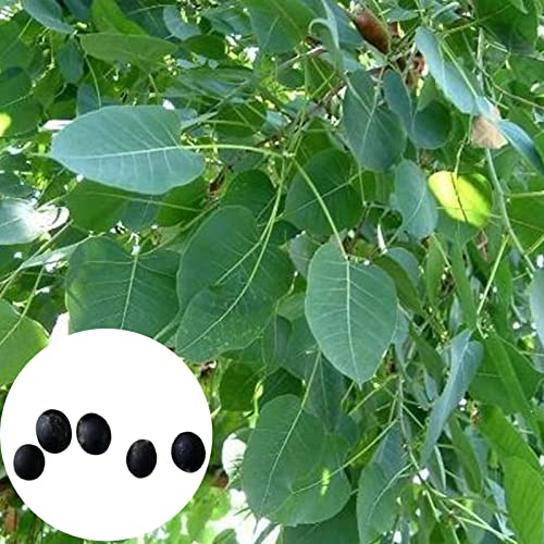 Saterkali Ficus Religiosa-Samen, 5 Stück/Beutel Bodhi-Baum-Samen Immergrüne verflochtene Wurzel-Bonsai-Garten-Ficus Religiosa-Samen zum Pflanzen Bodhi-Samen