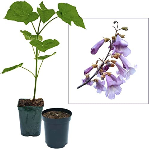 Árbol Paulonia Crece Mucho y Rápido Paulownia de la Emperatriz