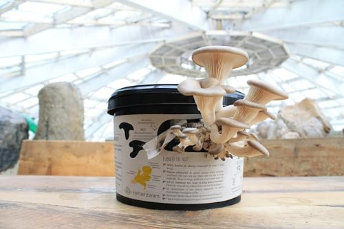 Rotterzwam Pilz Growkit – Austernpilze selbst züchten zu Hause, mit Kaffeesatz, einfaches Indoor Pilzzucht Set, nachhaltig & wiederverwendbar (Deutsch)