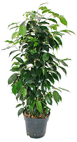 Ficus benjamini Danielle - 17cm pot