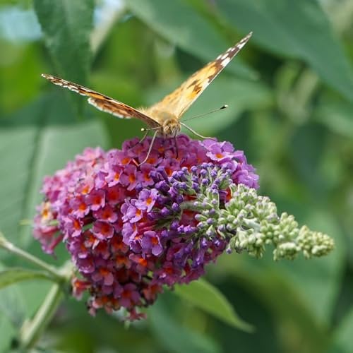 GreenboutiQ - Schmetterlingsflieder Winterhart - Buddleja davidii Flower Power - Blüte Orange Lila - 3 Pflanzen - 1m2 - Blattabwerfend - Schmetterlingsanziehend - Topf 17cm Höhe 30cm