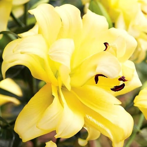 Lilienzwiebeln Baumlilie Riesenlilien Lilium Zwiebeln Onion Knollen Winterhart Frische mehrjährig duftenden Prachtblüten Hochgewachsene Lilie (Exotic Sun XL)