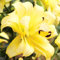 Lilienzwiebeln Baumlilie Riesenlilien Lilium Zwiebeln Onion Knollen Winterhart Frische mehrjährig duftenden Prachtblüten Hochgewachsene Lilie (Exotic Sun XL)