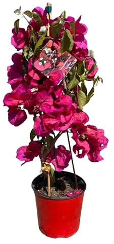 Pianta di Bouganvillea piramide H 70 Fuxia in vaso 18 cm AMDGarden