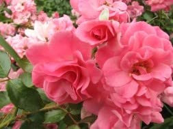 Bodendeckerrose 'Mirato' leuchtend pink, gefüllt, wurzelnackt, winterhart, robust, mehrjährig, Qualität aus Müllers Baumschule, inkl. Pflanz- und Pflegeanleitung