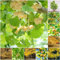 12 pcs ginkgo baum kaufen samen - gartenarbeit luftreinigende zimmerpflanzen zimmerpflanze hochbeet balkon winterharte kübelpflanzen ausgefallene geschenke pflanzen garten