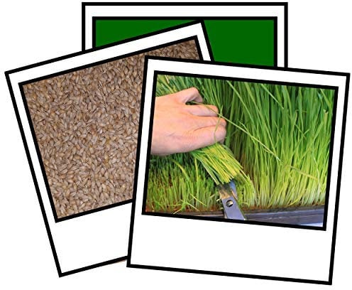 1Kg Barley Grass Seed Sprouting Juicing