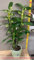 Generic 1 PIANTA di Orchidea DENDROBIUM Bianca O Fucsia in Vaso 12CM