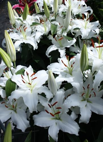 Lilien Zwiebeln, Mehrjährige, Blumenzwiebel Mix, Mysteriöse magische Glühbirne,Winterhart-2 Zwiebeln-I