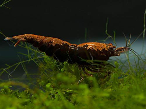 Garnelen Einsteigergarnelen Neocaridina davidi - lebend Zwerggarnelen für das Aquarium - 5er Pack, Farbe braun