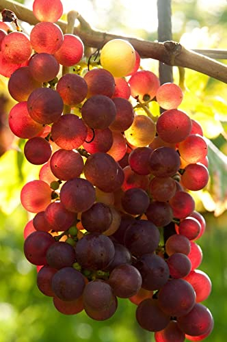 Weinrebe `Suffolk Red´, Rosè, kernlos, 60-80cm im 5 Liter-Topf