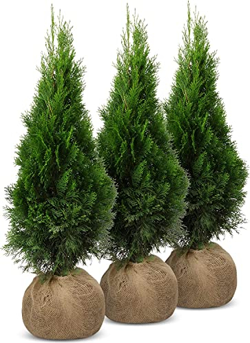 iglaco Thuja Smaragd immergrüner Lebensbaum Heckenpflanze Zypresse. Große und gesunde Sämlinge. (100, 100-110 cm)