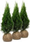 iglaco Thuja Smaragd immergrüner Lebensbaum Heckenpflanze Zypresse. Große und gesunde Sämlinge. (100, 100-110 cm)