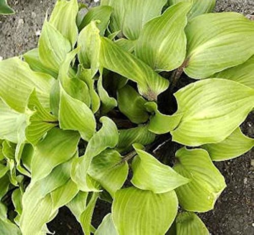 Funkie One Mans Treasure - Hosta Hybrid