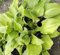 Funkie One Mans Treasure - Hosta Hybrid