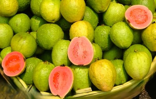 15 Semillas de Guayaba (Psidium guajava) - Árbol Frutal Exótico de Rápido Crecimiento