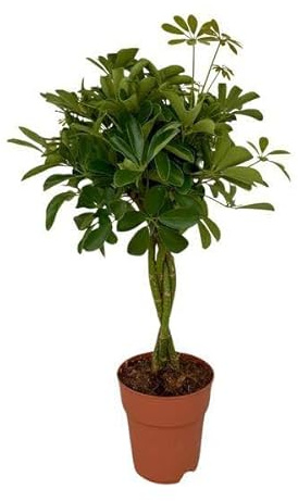 Strahlenaralie Schefflera Compacta Zimmerpflanze Ø19 cm 80 cm