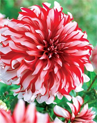 Schmuck Dahlie Santa Claus Knolle Blumenzwiebeln (1)