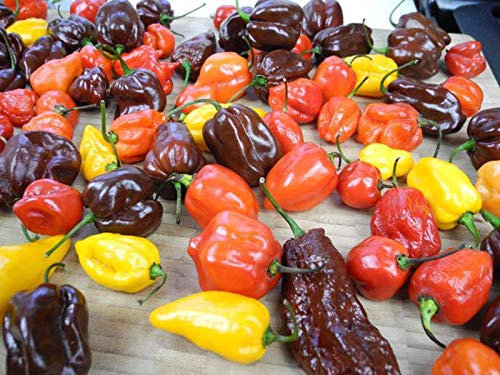 Portal Cool Habanero Mix – 30 x Chilisamen – Red Savina, Choc Habanero und Orange Habanero