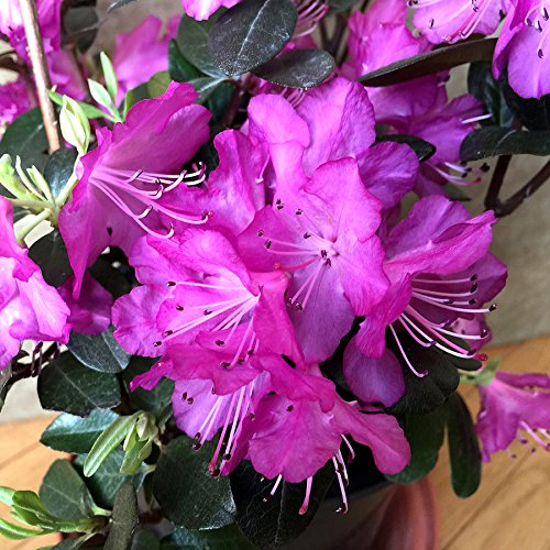 Rhododendron Praecox - Maceta para rododendros (30-40 cm)