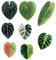 Ymxygz Plant Fridge Magnets 8pcs Cute Monstera Leaf Refrigerator Magnets Home Kitchen Decor, Whiteboard Stickers and Housewarming Gift for Plant Lover