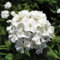 100 semillas frescas de flores de clavel