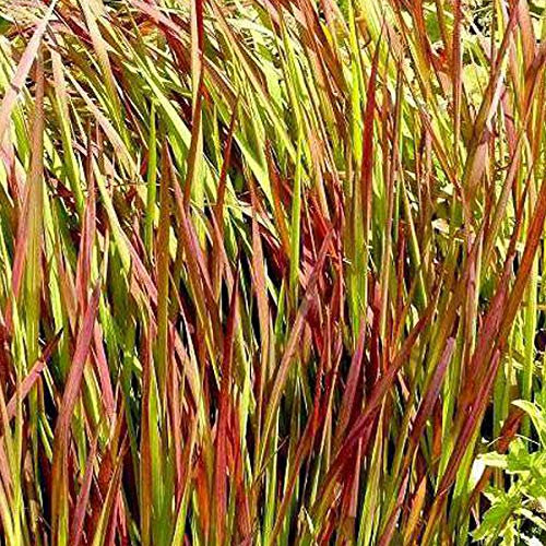 6 x Imperata Cylindrica 'Red Baron' - Blutgras Red Baron Pflanzcontainer 9cm x 9cm