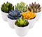 Gresorth 6er Set Künstliche Sukkulenten Pflanze Dekoration in Töpfen Fake Lotus Landschaft Lebensecht Assortiert Aloe Eingetopft Verzierung Hochzeit Urlaub