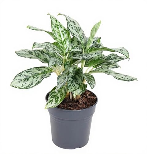 Aglaonema Patricia Kolbenfaden Zimmerpflanze mit rosa grün panaschierten Blättern für Halbschatten